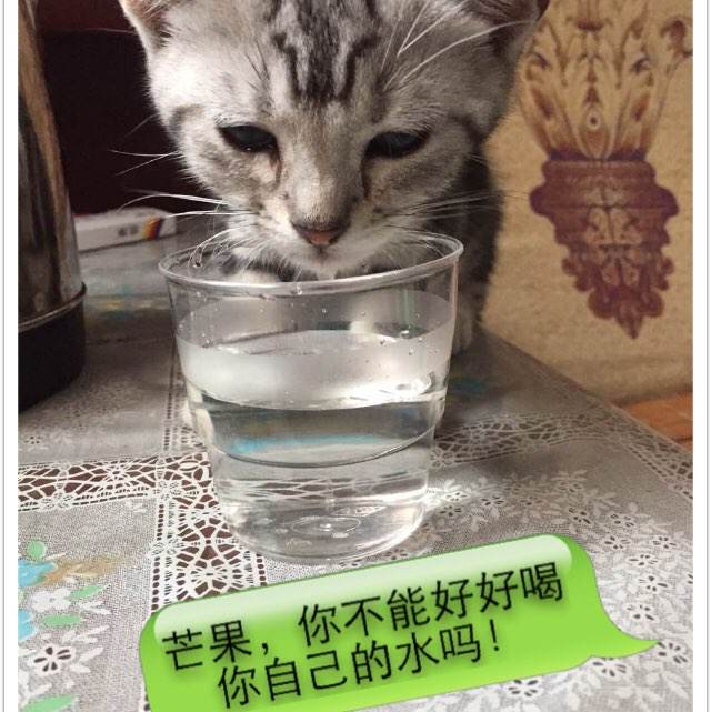 Gobank 银行对账单怎么仿制